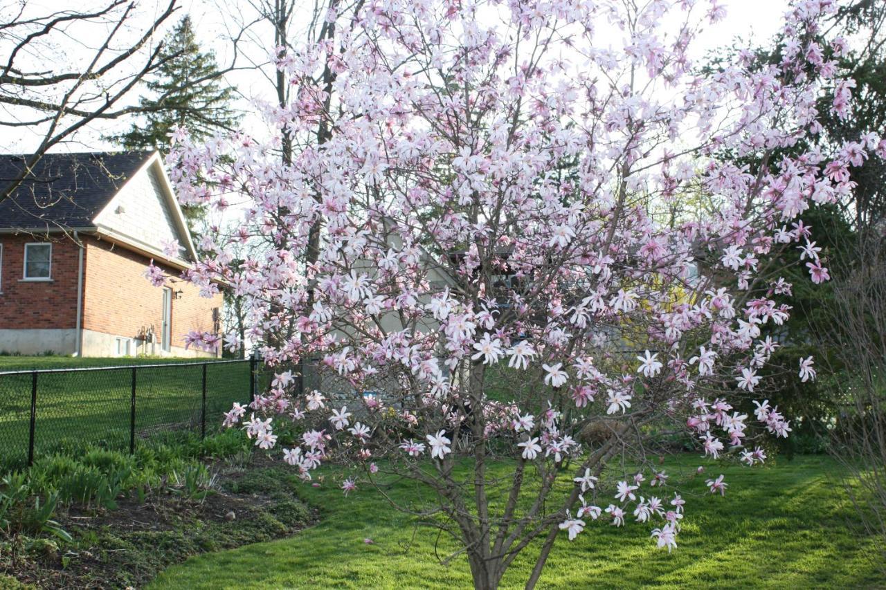 Carrousel Bed & Breakfast Cayuga Exterior photo